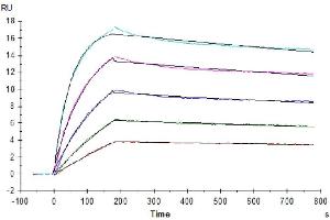 Human DcR1, His Tag immobilized on CM5 Chip can bind Human TRAIL, No Tag with an affinity constant of 0.