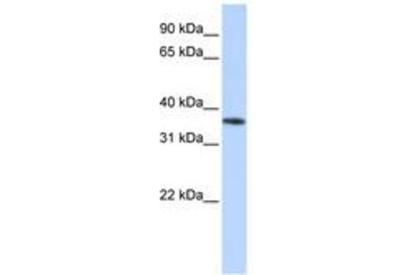 OR13C5 antibody  (C-Term)