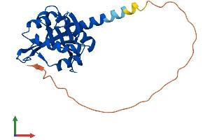 Protein Structure (PS) image for N(alpha)-Acetyltransferase 11, NatA Catalytic Subunit (NAA11) (AA 1-218) protein (His tag) (ABIN7557305)