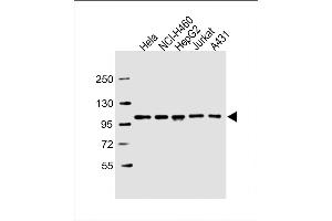 All lanes : Anti-SFPQ Antibody (C-term) at 1:2000 dilution Lane 1: Hela whole cell lysate Lane 2: NCI- whole cell lysate Lane 3: HepG2 whole cell lysate Lane 4: Jurkat whole cell lysate Lane 5: A431 whole cell lysate Lysates/proteins at 20 μg per lane. (SFPQ 抗体  (C-Term))