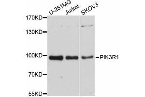 Western blot analysis of extracts of various cell lines, using PIK3R1 antibody. (PIK3R1 抗体)