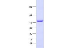 Western Blotting (WB) image for Zinc Finger Protein 610 (ZNF610) protein (His tag) (ABIN2736083)