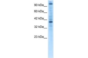 Western Blotting (WB) image for anti-Zinc Finger Protein 624 (ZNF624) antibody (ABIN2460621) (ZNF624 抗体)