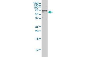 Western Blotting (WB) image for anti-Fanconi Anemia Complementation Group G (FANCG) (AA 1-622) antibody (ABIN560843)