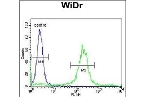 AD Antibody (Center) (ABIN653772 and ABIN2843064) flow cytometric analysis of WiDr cells (right histogram) compared to a negative control cell (left histogram). (ADAM19 抗体  (AA 207-236))