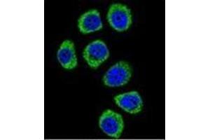 Confocal immunofluorescent analysis of PCDHB3 Antibody (N-term) Cat. (PCDHB3 抗体  (N-Term))