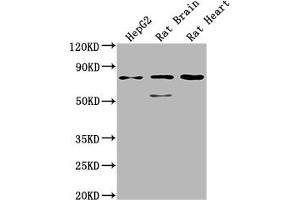 Western Blot Positive WB detected in: HepG2 whole cell lysate, Rat Brain tissue, Rat Heart tissue All lanes: SLC1A7 antibody at 1:2000 Secondary Goat polyclonal to rabbit IgG at 1/50000 dilution Predicted band size: 61, 18 kDa Observed band size: 75 kDa (SLC1A7 抗体  (AA 115-216))