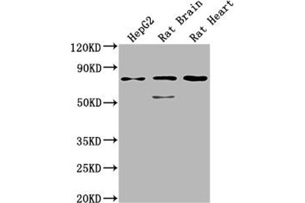 SLC1A7 抗体  (AA 115-216)
