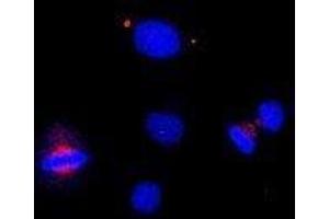 Immunofluorescence (IF) image for anti-Centrin, EF-Hand Protein, 1 (CETN1) (C-Term) antibody (ABIN2451941) (Centrin 1 抗体  (C-Term))