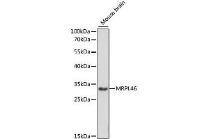 Western blot analysis of extracts of mouse brain, using MRPL46 antibody. (MRPL46 抗体)