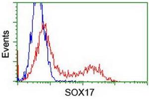 Image no. 2 for anti-SRY (Sex Determining Region Y)-Box 17 (SOX17) (AA 177-414) antibody (ABIN1491029) (SOX17 抗体  (AA 177-414))