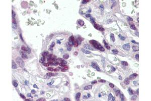 Anti-MORF4L1 / MRG15 antibody IHC of human placenta. (MORF4L1 抗体  (AA 2-14))