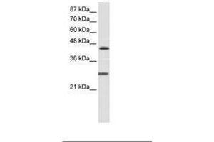 Image no. 2 for anti-Hairy and Enhancer of Split 6 (HES6) (C-Term) antibody (ABIN202083) (HES6 抗体  (C-Term))