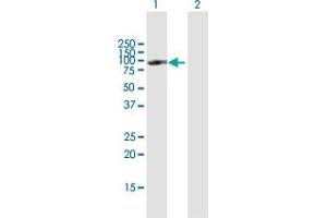 Western Blotting (WB) image for anti-POU Domain, Class 2, Transcription Factor 1 (POU2F1) (AA 1-743) antibody (ABIN950149)