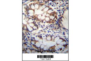 GPSM1 Antibody immunohistochemistry analysis in formalin fixed and paraffin embedded human rectum tissue followed by peroxidase conjugation of the secondary antibody and DAB staining. (GPSM1 抗体  (AA 439-468))