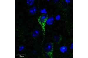 Immunofluorescence (IF) image for anti-Claudin 4 (CLDN4) (C-Term) antibody (ABIN2778046)