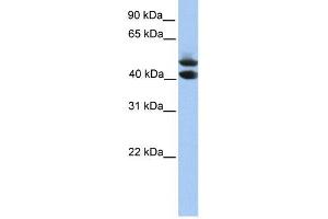 SOHLH1 antibody used at 1 ug/ml to detect target protein. (SOHLH1 抗体  (C-Term))