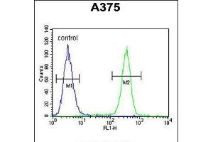 Flow cytometric analysis of A375 cells (right histogram) compared to a negative control cell (left histogram). (ACTR2 抗体  (AA 191-219))