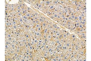 ABIN7094215 and ABIN7098261 at 1/100 staining mouse liver tissue by IHC-P. (FA2H 抗体  (N-Term))