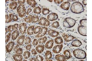 Immunostaining (ISt) image for anti-Adenosylhomocysteinase-Like 1 (AHCYL1) (AA 1-101) antibody (ABIN564695)