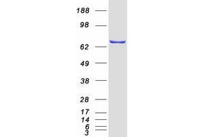 Western Blotting (WB) image for Grainyhead-Like 1 (GRHL1) (Transcript Variant 1) protein (Myc-DYKDDDDK Tag) (ABIN2722206)