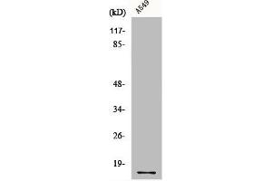 Western Blot analysis of A549 cells using COX4 Polyclonal Antibody (COX IV 抗体  (N-Term))