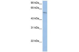 FAM20C antibody used at 1 ug/ml to detect target protein. (FAM20C 抗体  (Middle Region))