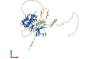 AlphaFold protein structure predicition of Mouse Recombinant Camkk1 Protein, UniprotID Q8VBY2 (CAMKK1 Protein (AA 1-505) (His tag))