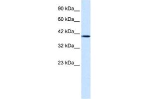Western Blotting (WB) image for anti-Nucleobindin 2 (NUCB2) antibody (ABIN2461368) (NUCB2 抗体)