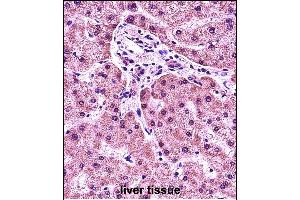 HIST1H1E Antibody (N-term) (ABIN657633 and ABIN2846629) immunohistochemistry analysis in formalin fixed and paraffin embedded human liver tissue followed by peroxidase conjugation of the secondary antibody and DAB staining. (HIST1H1E 抗体  (N-Term))