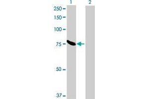 Lane 1: MAN1C1 transfected lysate ( 69. (MAN1C1 293T Cell Transient Overexpression Lysate(Denatured))