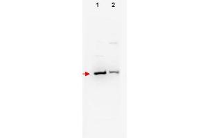 Image no. 1 for anti-F-Box and WD Repeat Domain Containing 11 (FBXW11) (N-Term) antibody (ABIN401257) (FBXW11 抗体  (N-Term))