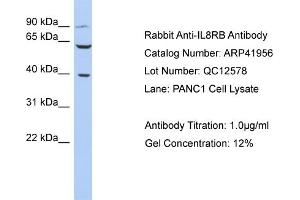 Host: Rabbit Target Name: IL8RB Sample Tissue: Human PANC1 Whole Cell Antibody Dilution: 1ug/ml (CXCR2 抗体  (N-Term))