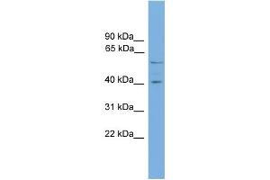 WB Suggested Anti-EDIL3 Antibody Titration: 0. (EDIL3 抗体  (N-Term))
