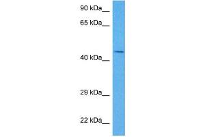 Host:  Rabbit  Target Name:  SERPINE1  Sample Tissue:  Mouse Skeletal Muscle  Antibody Dilution:  1ug/ml (PAI1 抗体  (N-Term))