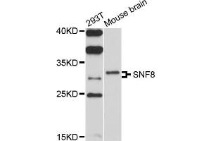 Western blot analysis of extracts of various cell lines, using SNF8 antibody (ABIN4905253) at 1:1000 dilution. (SNF8 抗体)