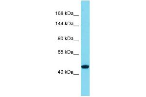 Western Blotting (WB) image for anti-Solute Carrier Family 39 (Zinc Transporter), Member 10 (SLC39A10) (N-Term) antibody (ABIN2777671)