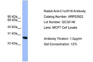 WB Suggested Anti-C1orf216  Antibody Titration: 0. (C1ORF216 抗体  (N-Term))