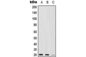 Western blot analysis of MED9 expression in HEK293T (A), Raw264. (MED9 抗体  (C-Term))