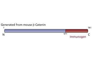 Image no. 3 for anti-Catenin, beta (CATNB) (AA 571-781) antibody (ABIN967785) (beta Catenin 抗体  (AA 571-781))