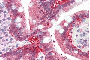 ABIN185345 (5µg/ml) staining of paraffin embedded Human Small Intestine.