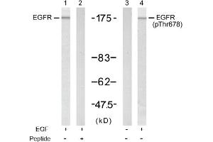 Image no. 1 for anti-Epidermal Growth Factor Receptor (EGFR) (Thr678) antibody (ABIN197412) (EGFR 抗体  (Thr678))