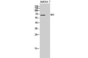 Western Blotting (WB) image for anti-Malic Enzyme 3, NADP(+)-Dependent, Mitochondrial (ME3) (C-Term) antibody (ABIN3185506)