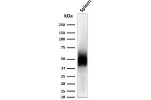 Western Blot Analysis of Spleen tissue lysate using CD63 Mouse Monoclonal Antibody (LAMP3/2788). (CD63 抗体  (AA 100-197))