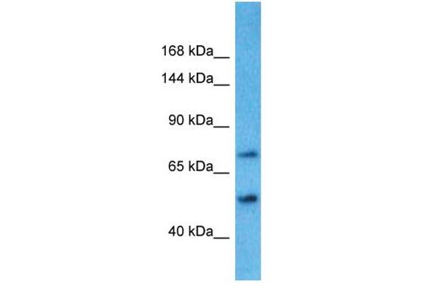 TBC1D8B Antikörper  (N-Term)