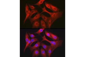 Immunofluorescence (IF) image for anti-Obg-Like ATPase 1 (OLA1) (AA 297-396) antibody (ABIN6145010)