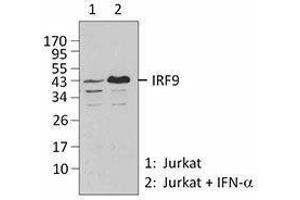 Western Blotting (WB) image for anti-Interferon Regulatory Factor 9 (IRF9) antibody (ABIN2666230) (IRF9 抗体)