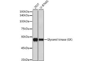 Western blot analysis of extracts of various cell lines, using Glycerol kinase (GK) (GK) antibody (ABIN7267457) at 1:1000 dilution. (Glycerol Kinase 抗体)