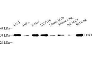 Western blot analysis of DCR3 (ABIN7076071) at dilution of 1: 500 (TNFRSF6B 抗体)