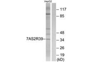 Western blot analysis of extracts from HepG2 cells, using TAS2R39 Antibody. (TAS2R39 抗体  (AA 218-267))